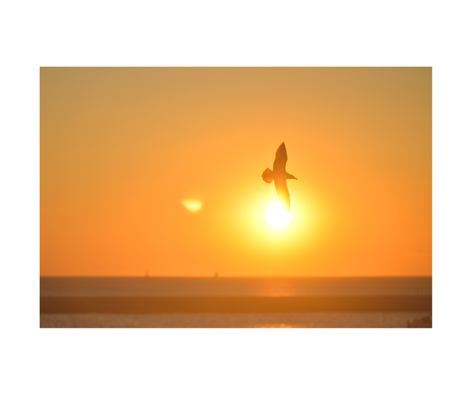 bird flying through a sunrise