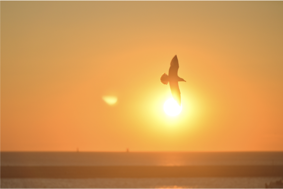 Bird flying through a sunrise