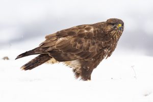 red tailed hawk in snow